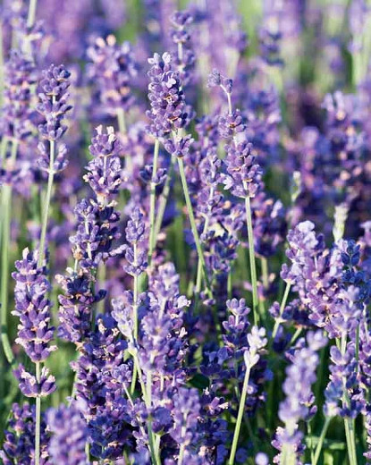 English Lavender - 2