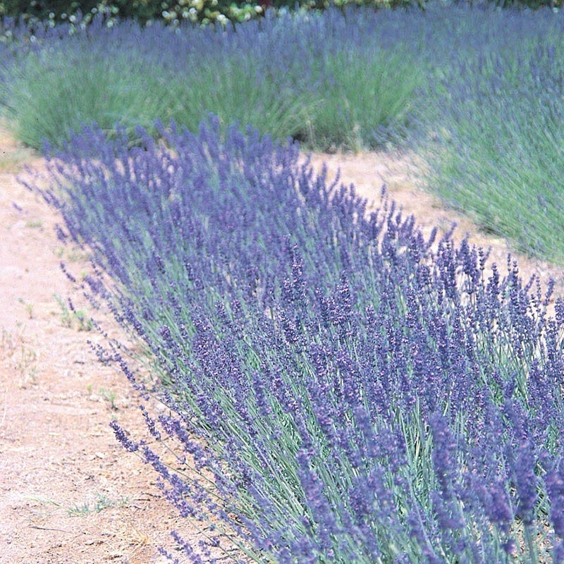 English Lavender - 3