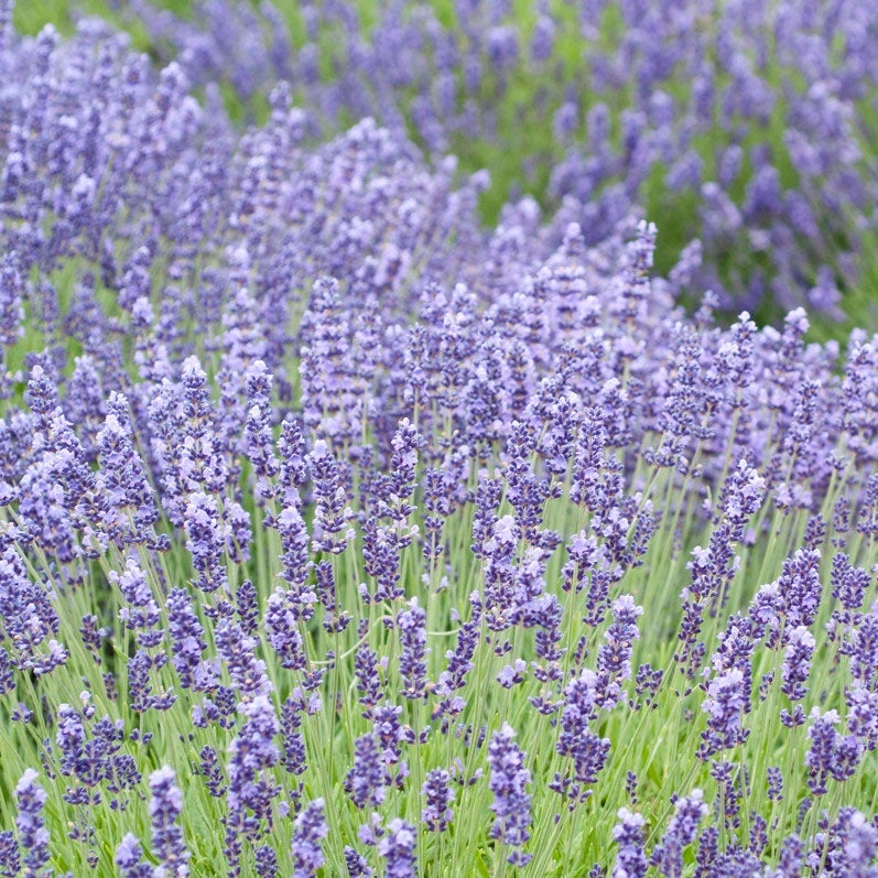 English Lavender - 5