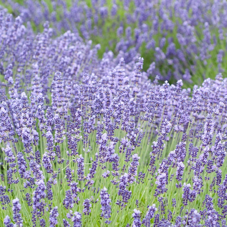 English Lavender - 7