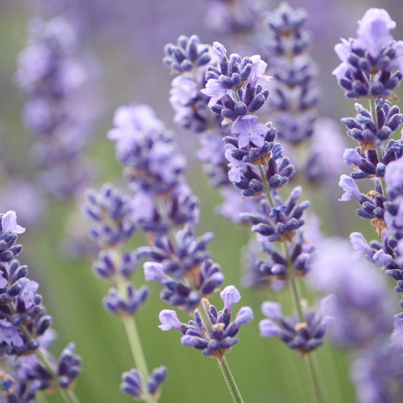 English Lavender - 8