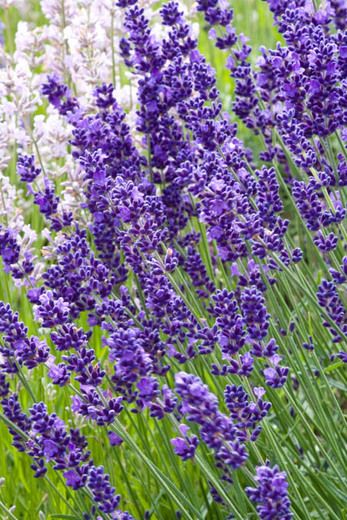 English Lavender - 4