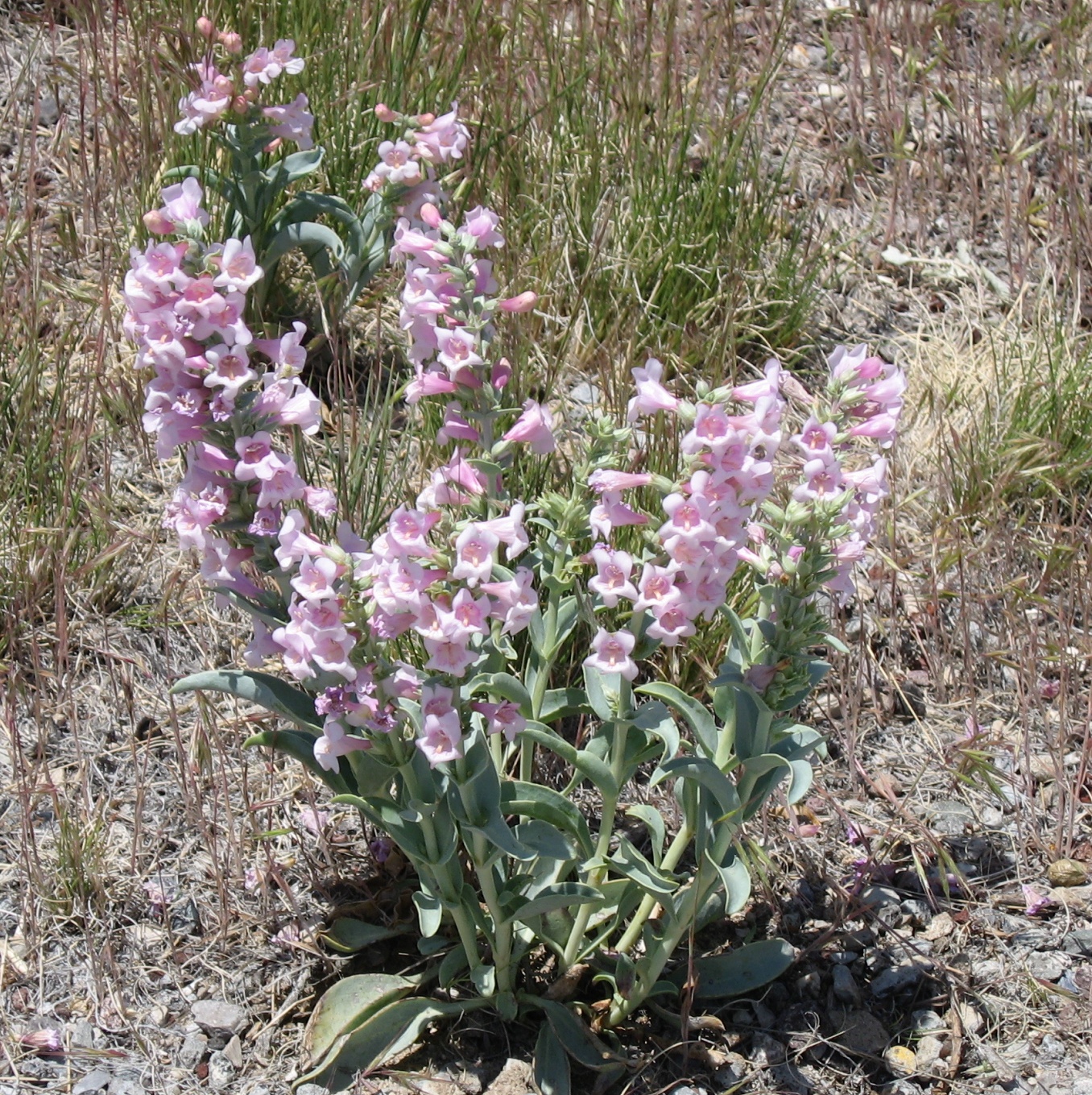 Thickleaf Penstemon - 4