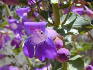 Thickleaf Penstemon - 3