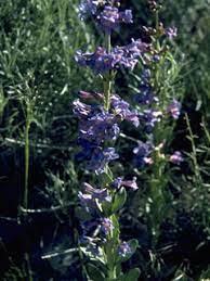 Thickleaf Penstemon - 5