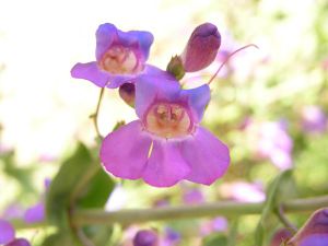 Thickleaf Penstemon - 2