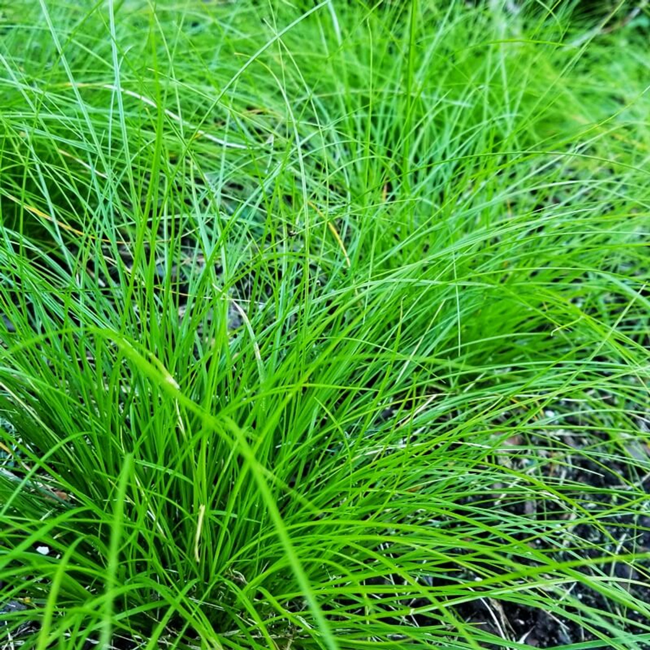Appalachian Sedge Grass