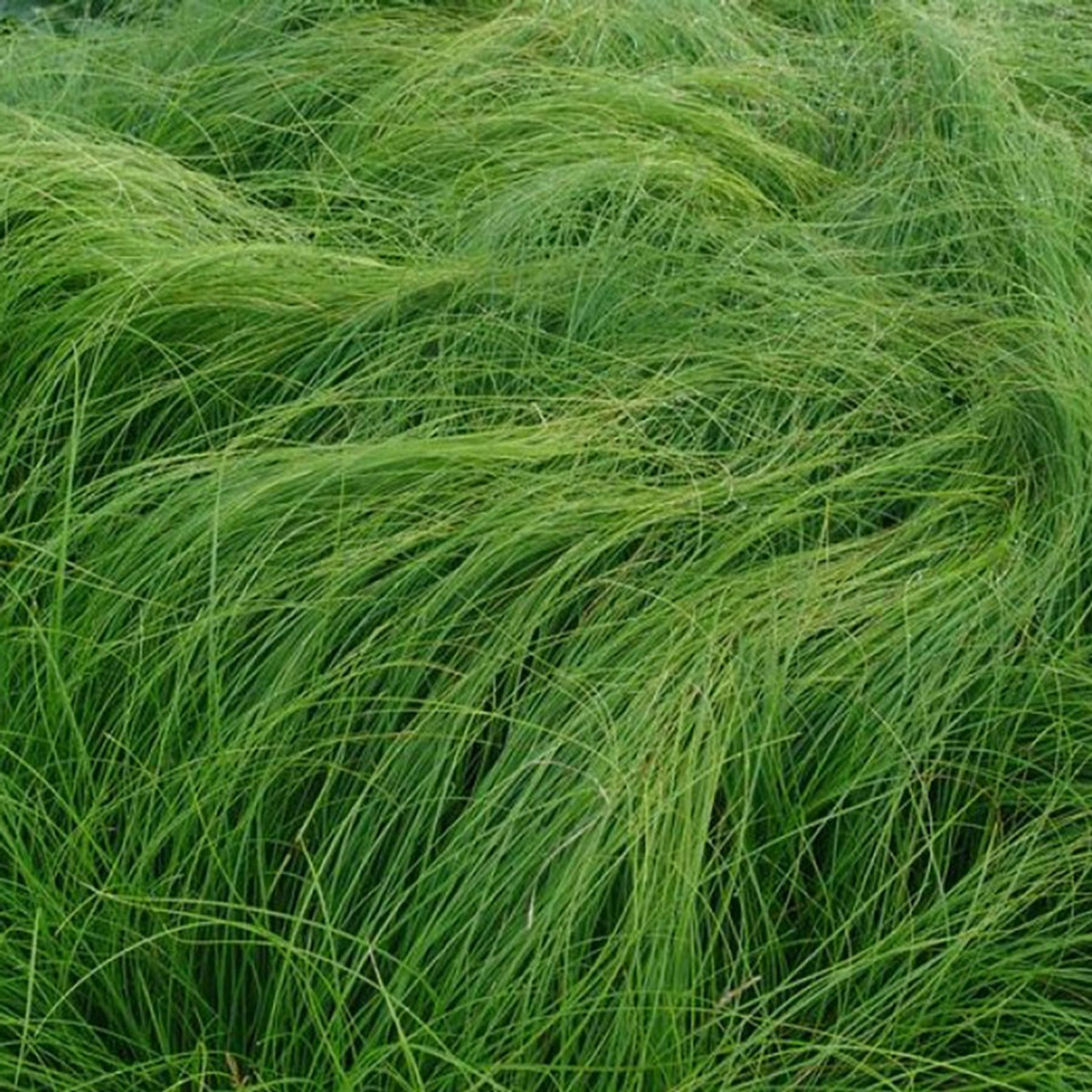 Appalachian Sedge Grass - 3