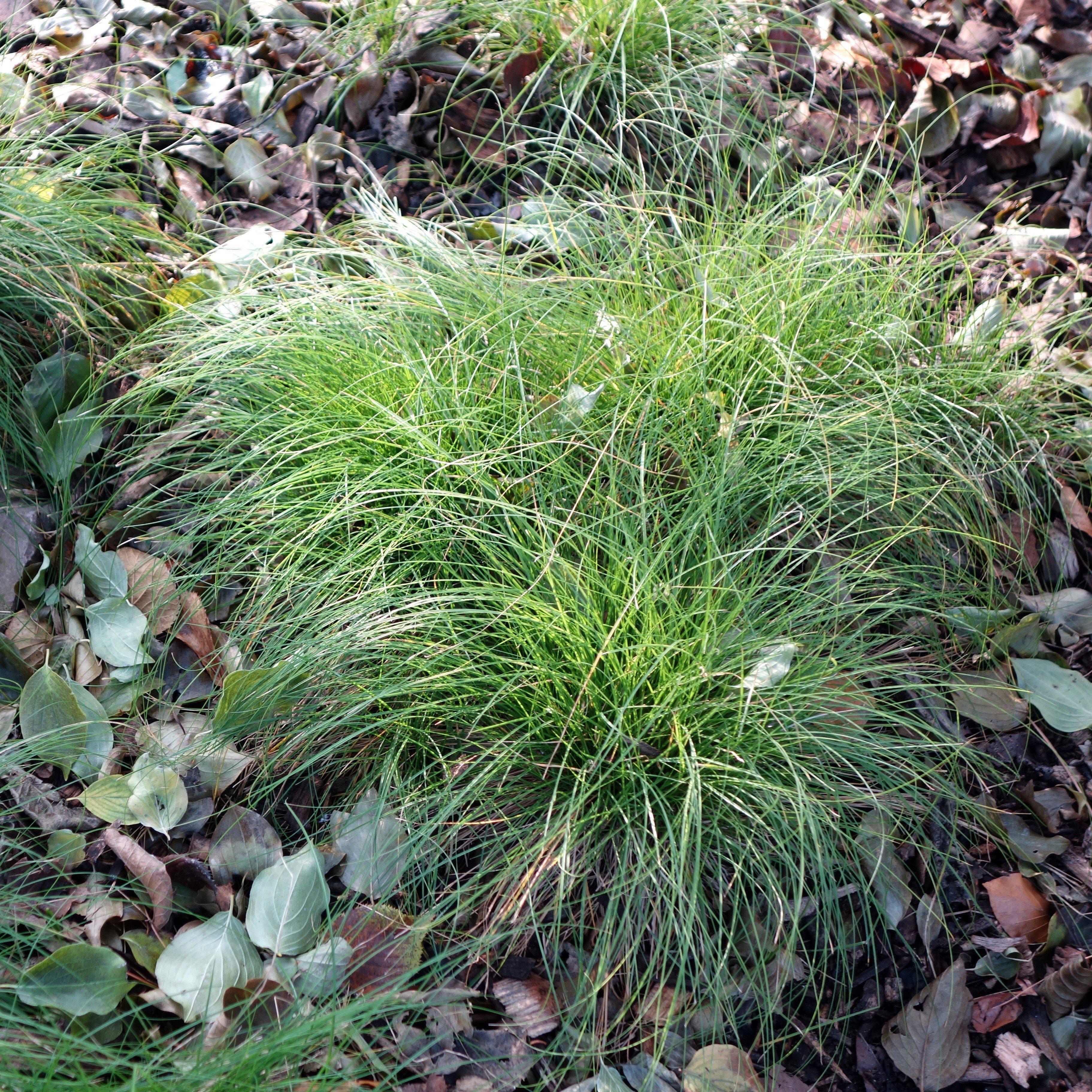 Appalachian Sedge Grass - 2