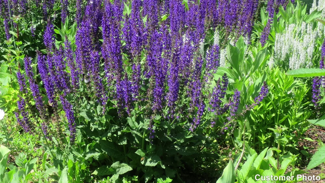 Meadow Sage - 6