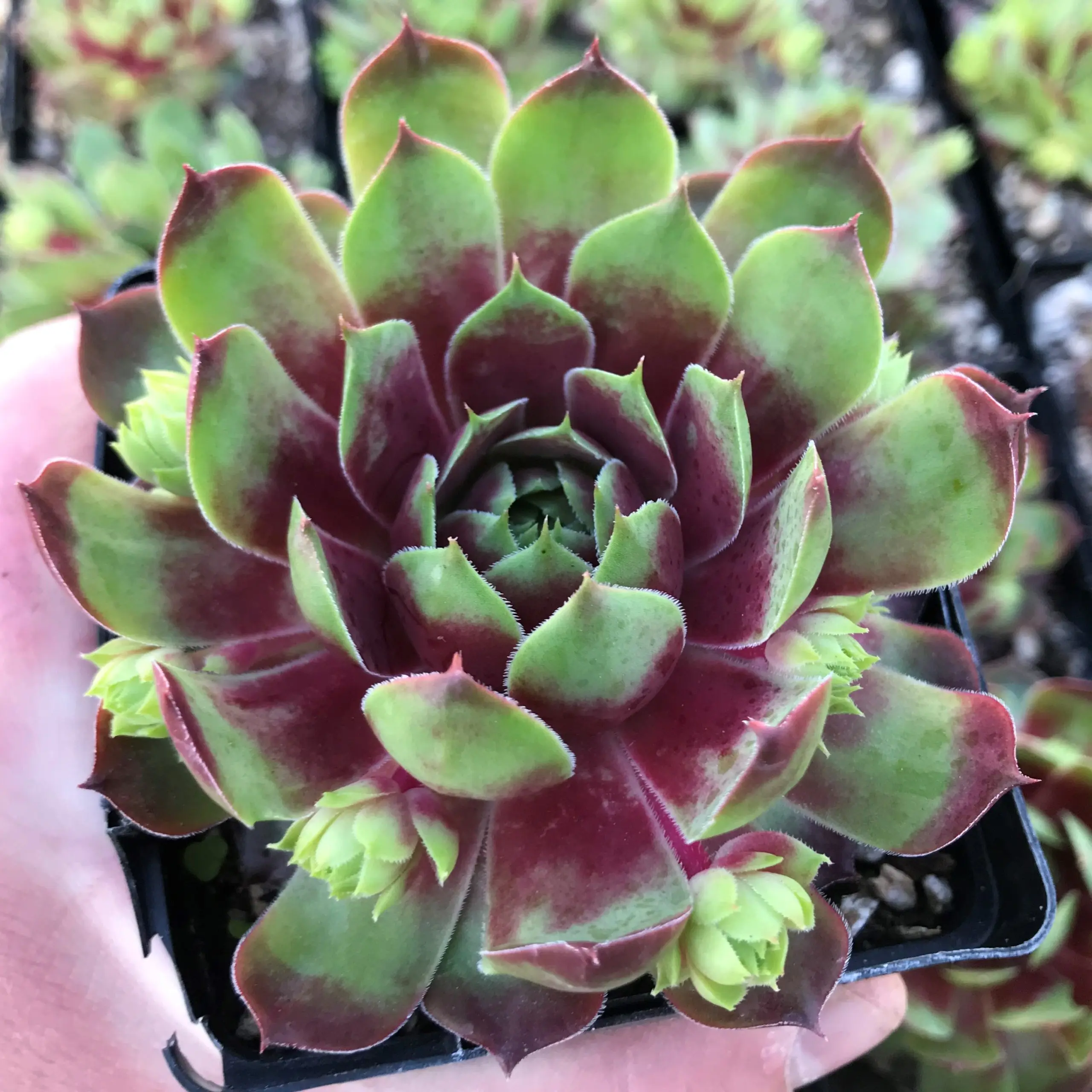 Hens and Chicks - 6
