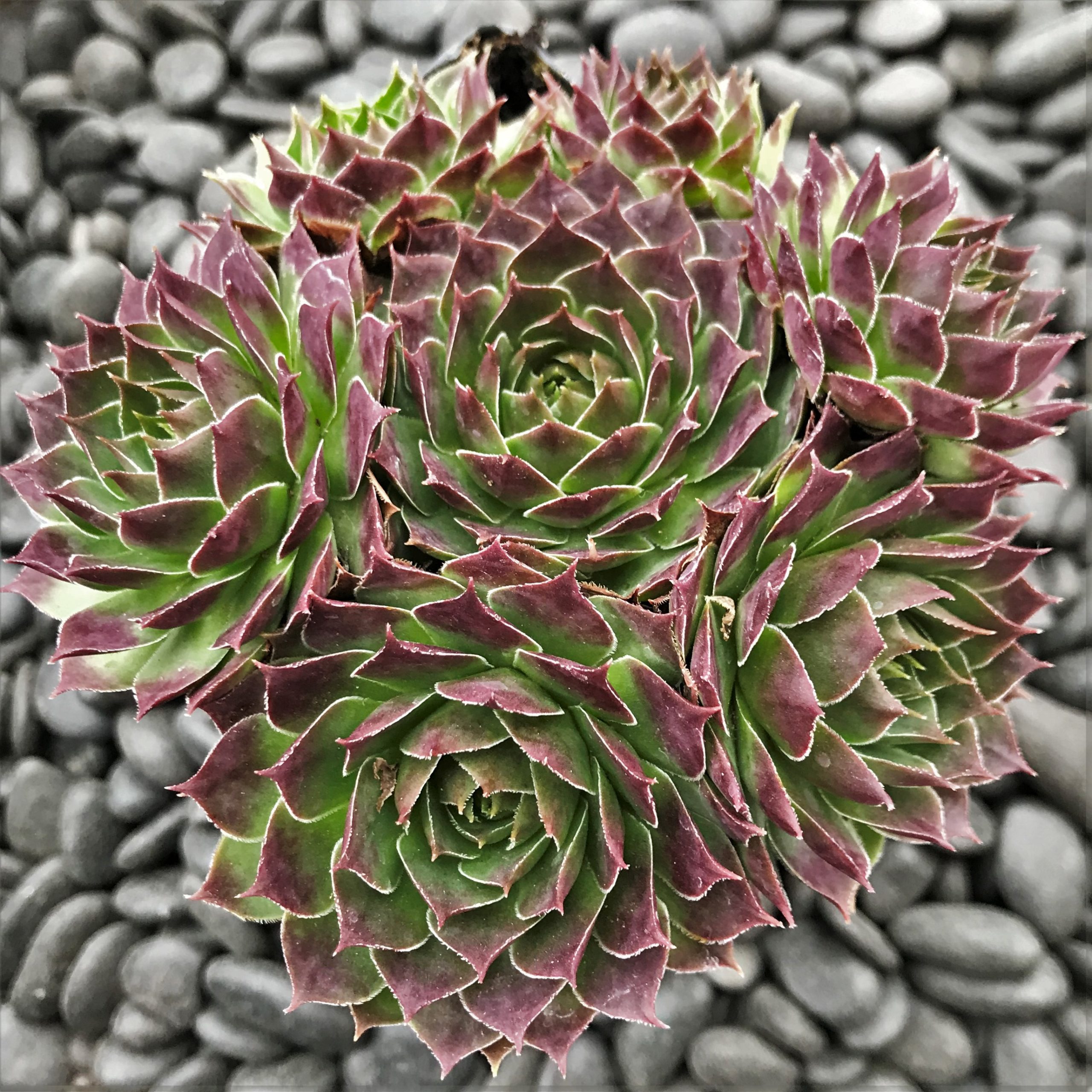 Hens and Chicks - 4