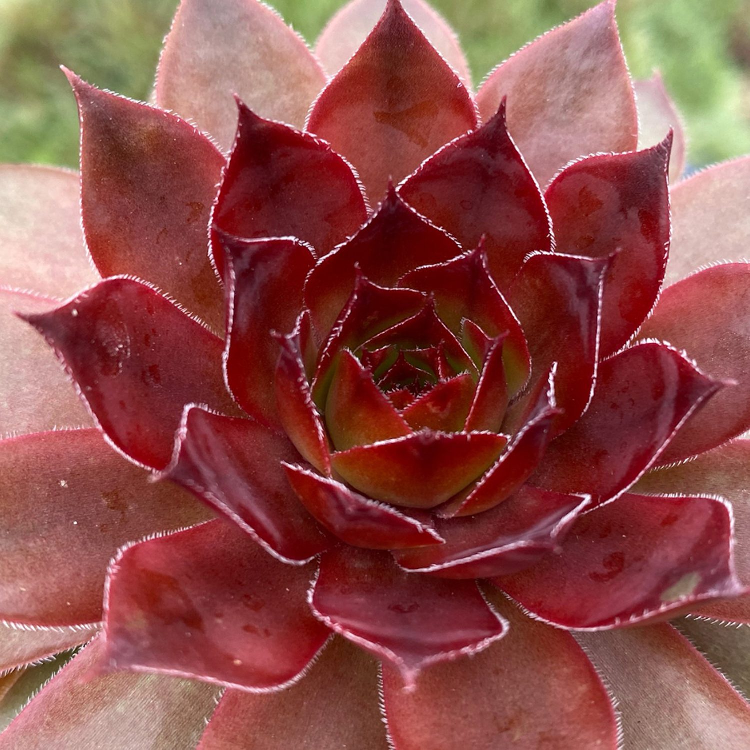 Hens and Chicks - 2