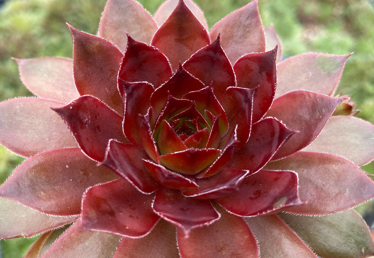 Hens and Chicks - 1