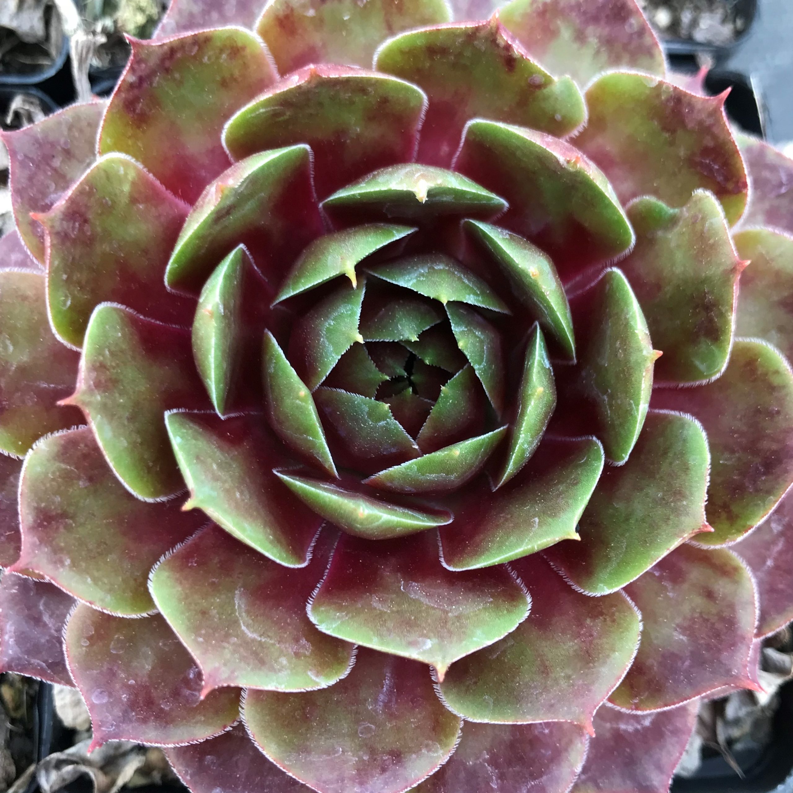 Hens and Chicks - 0