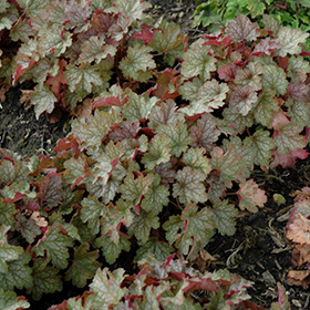 Coral Bells - 2