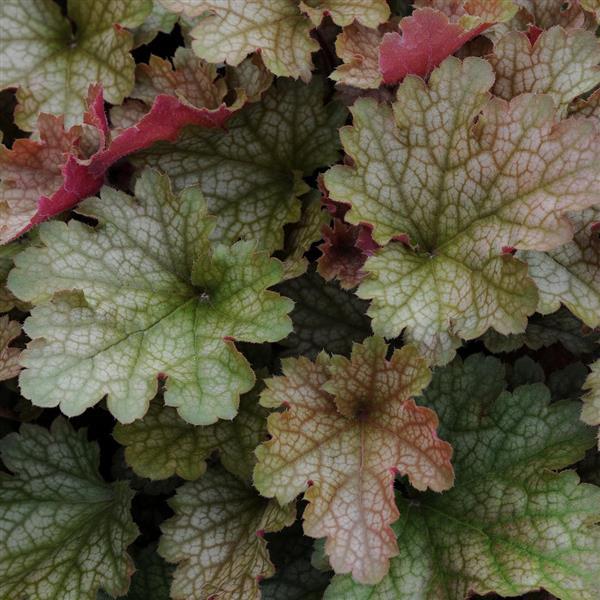 Coral Bells