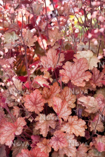 Coral Bells - 3