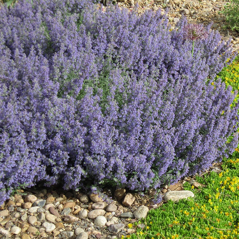 Catmint - 7