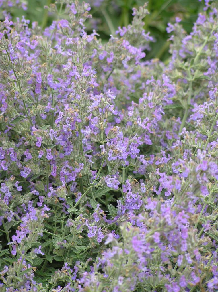 Catmint - 8