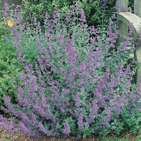 Catmint - 6