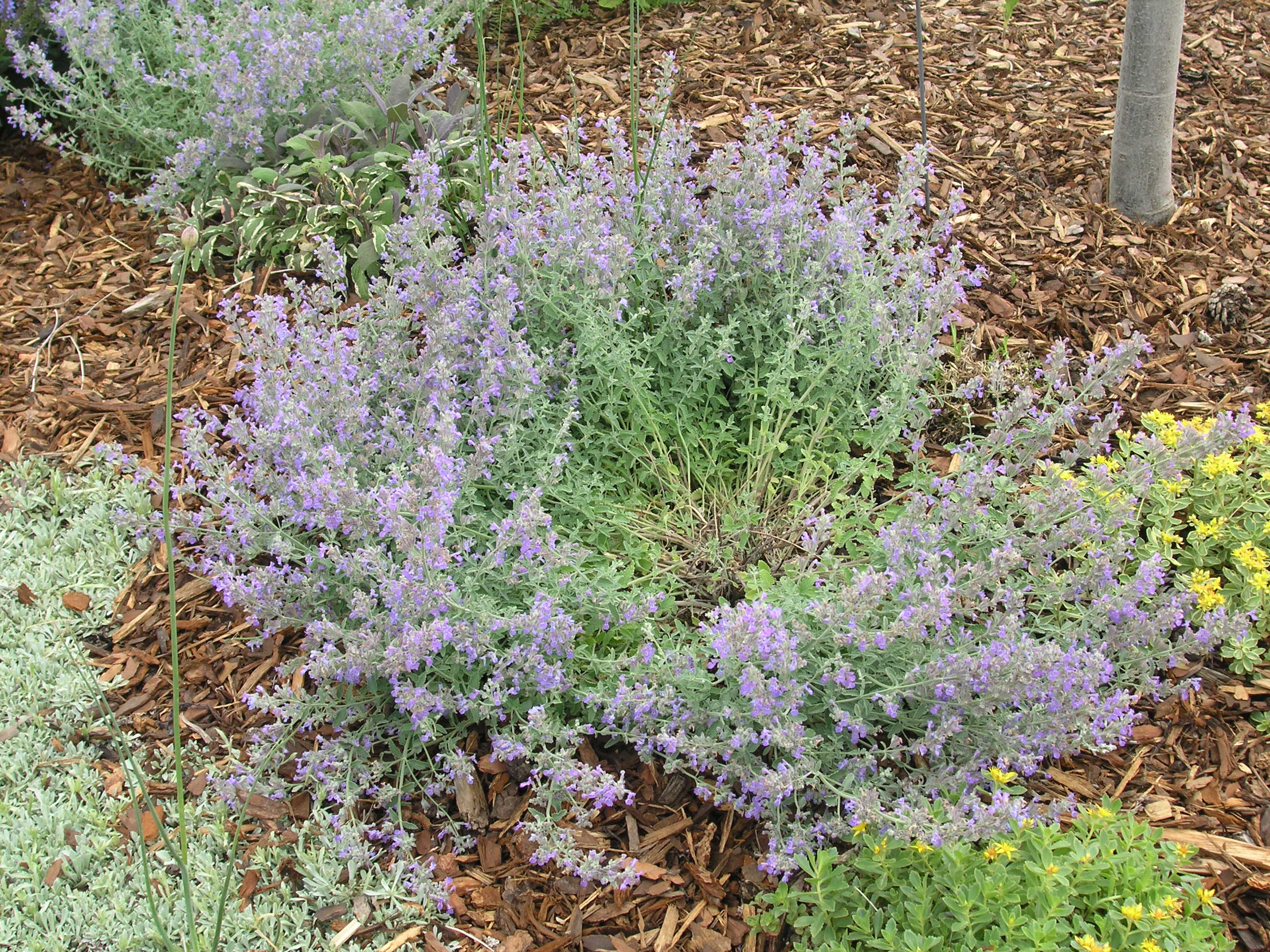 Catmint