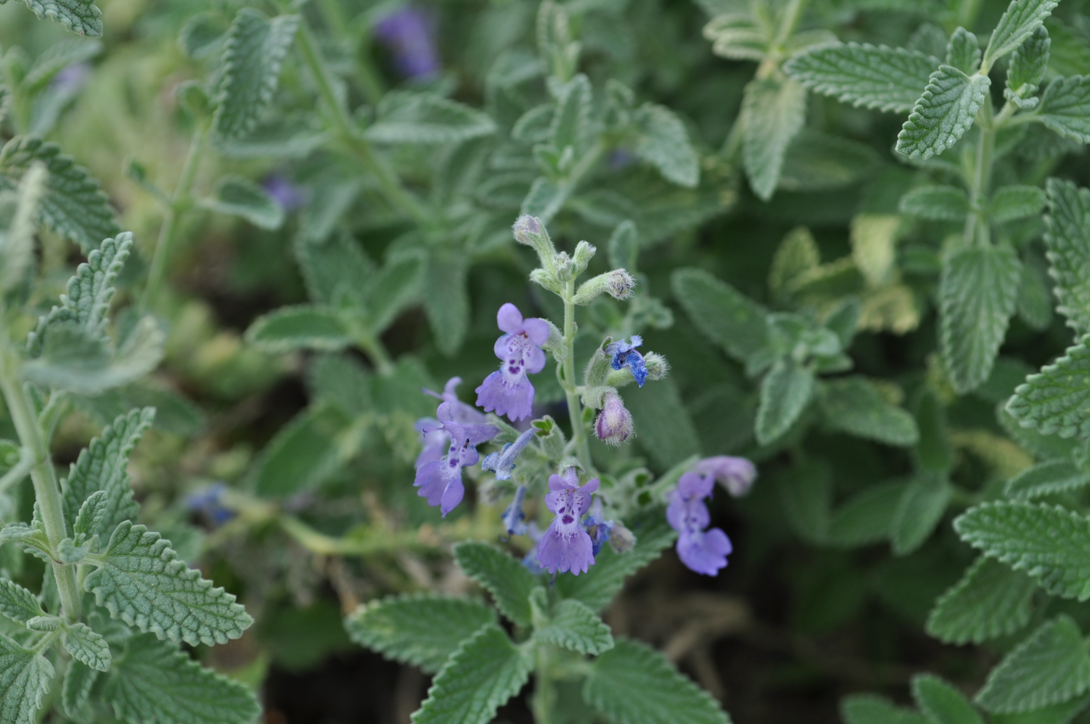 Catmint - 2