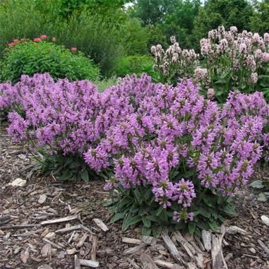 Lamb's Ear