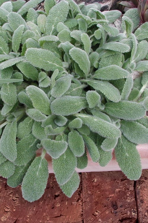 Lamb's Ear - 2