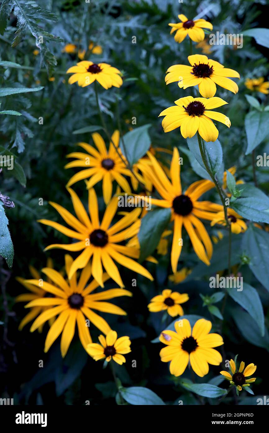 Brown-eyed Susan - 2