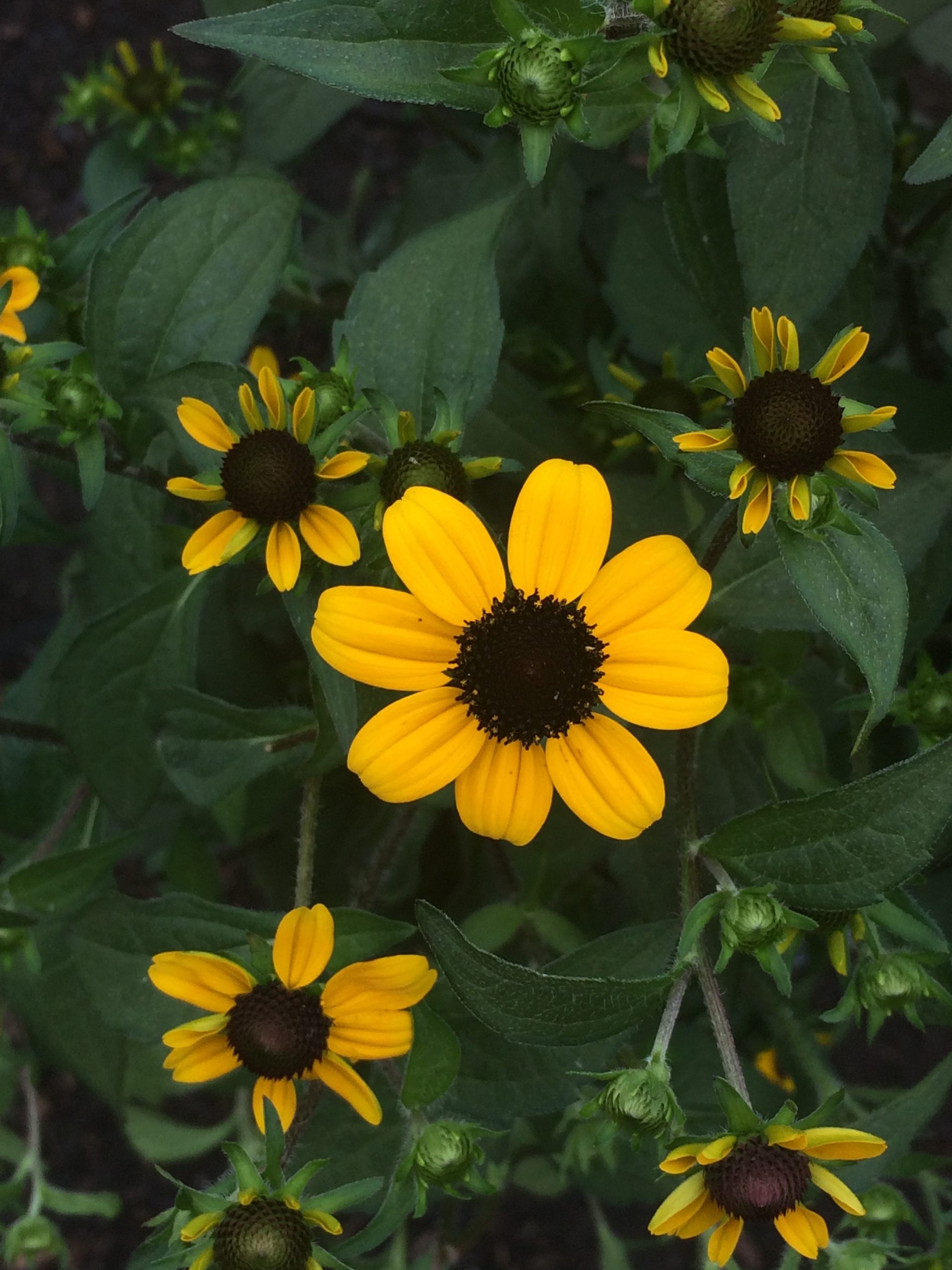 Brown-eyed Susan - 3