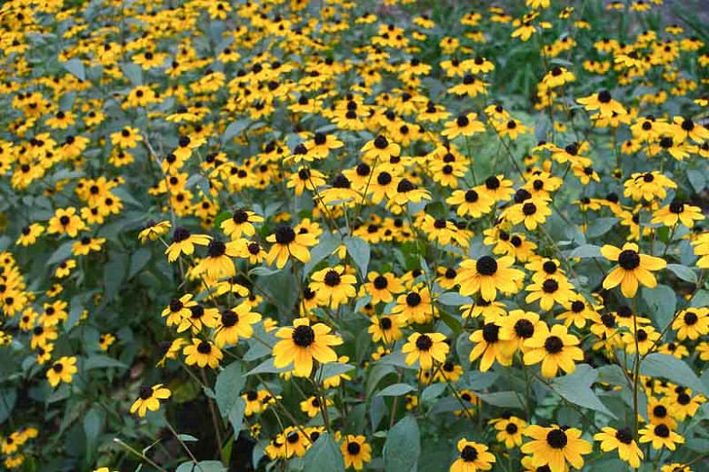 Brown-eyed Susan - 1