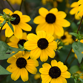 Brown-eyed Susan - 0