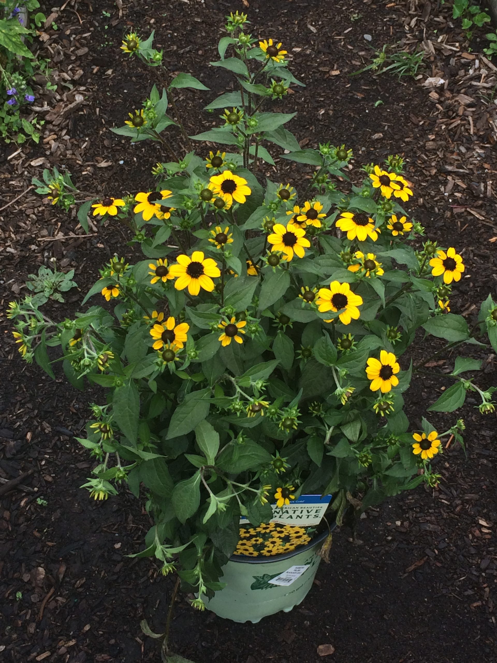 Brown-eyed Susan - 5