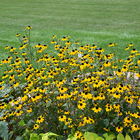 Brown-eyed Susan - 6