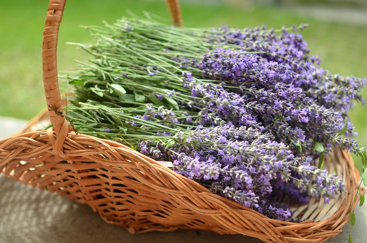 English Lavender - 4