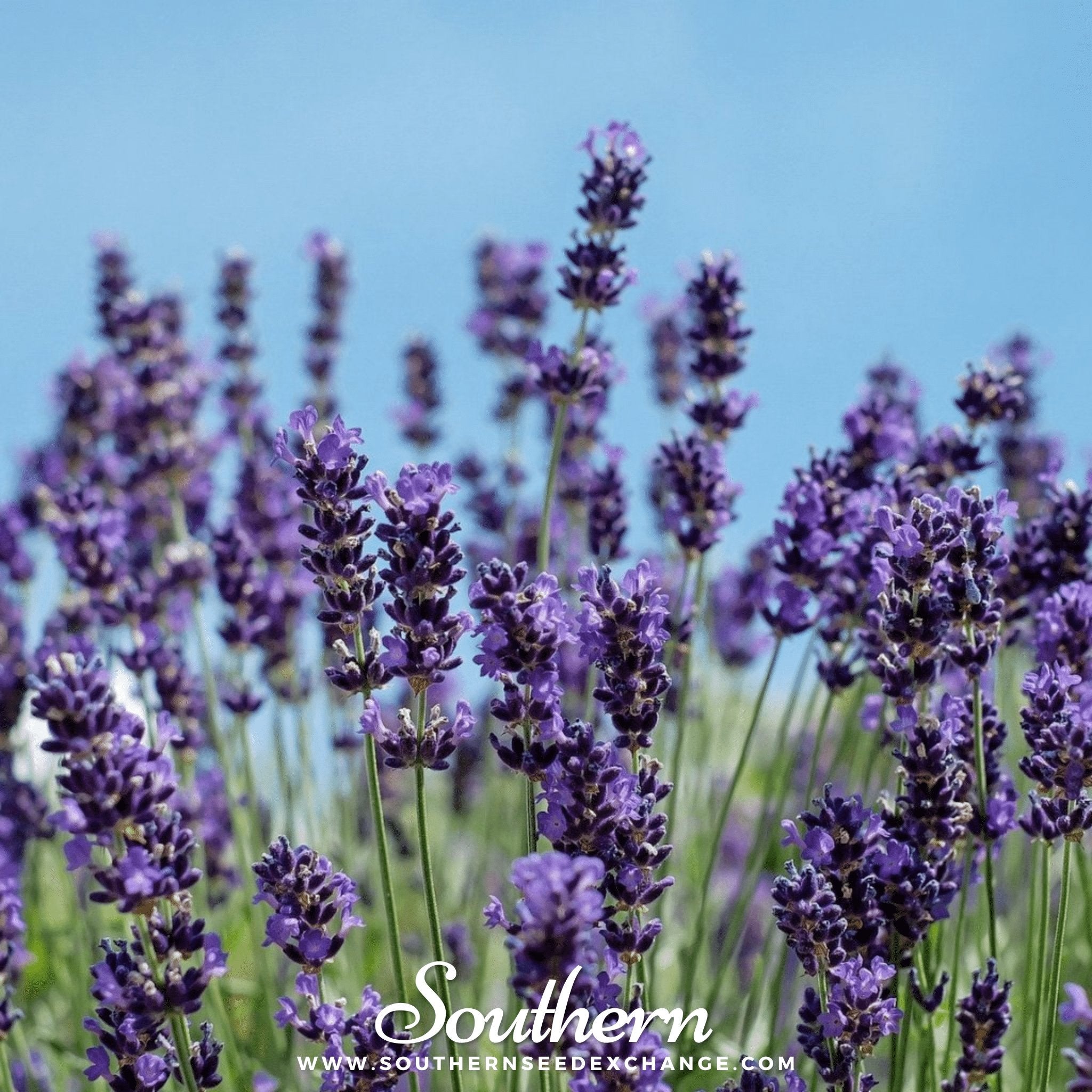 English Lavender - 2
