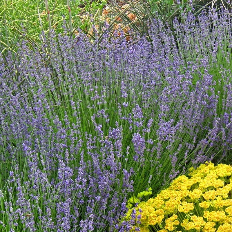 English Lavender - 3