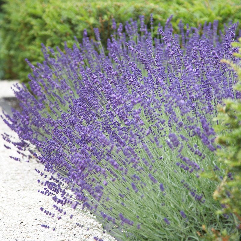 English Lavender - 6