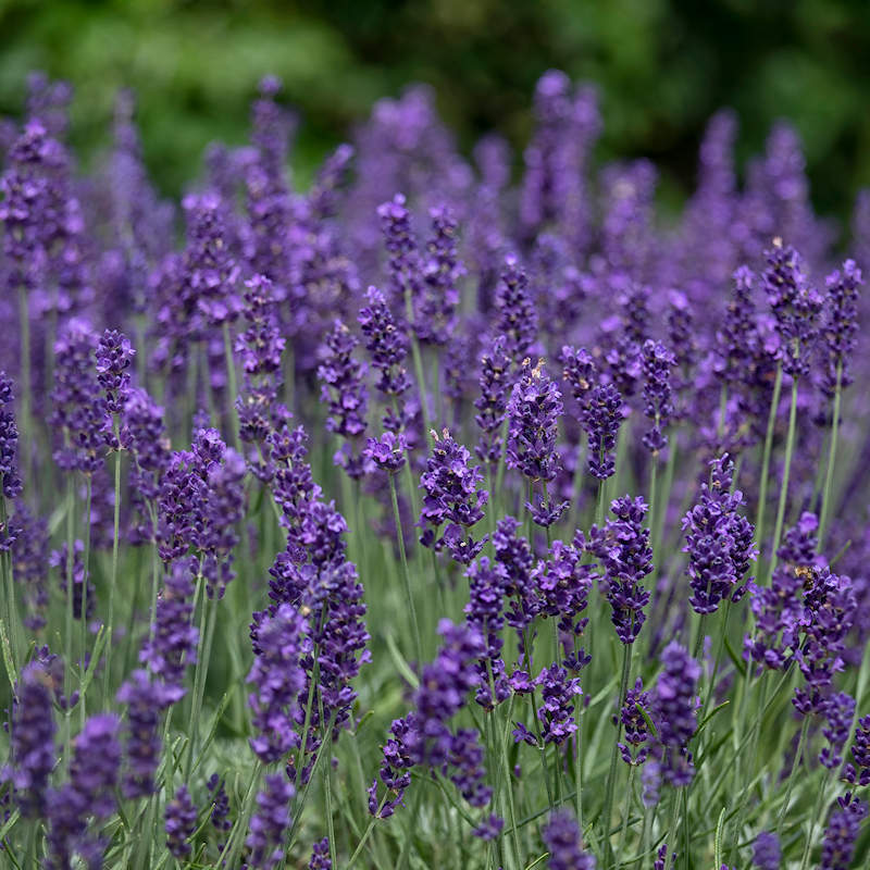 English Lavender - 0
