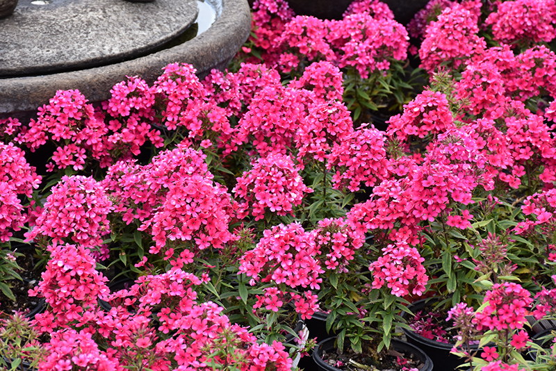 Phlox