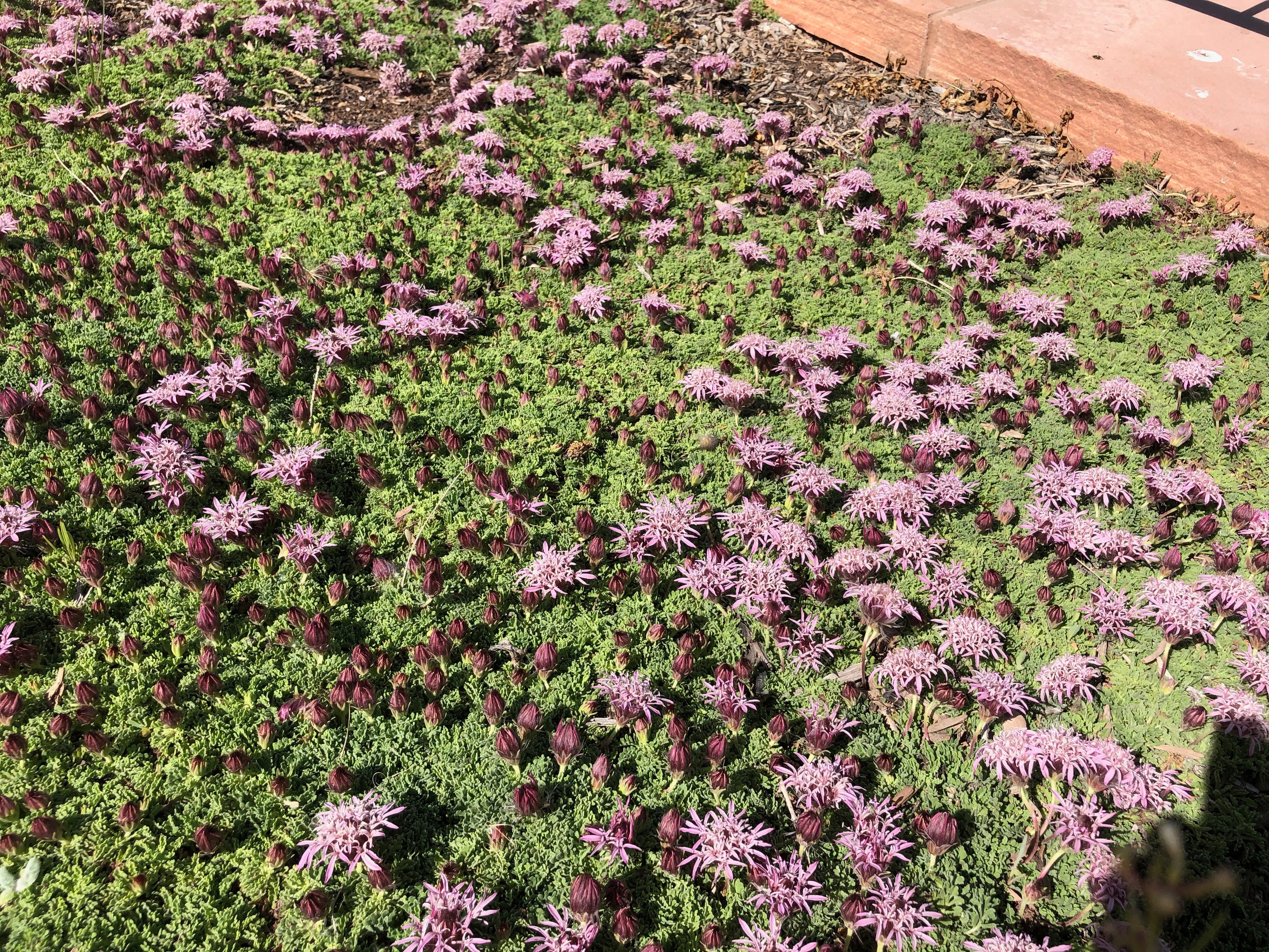 Carpeting Pincushion Flower - 2