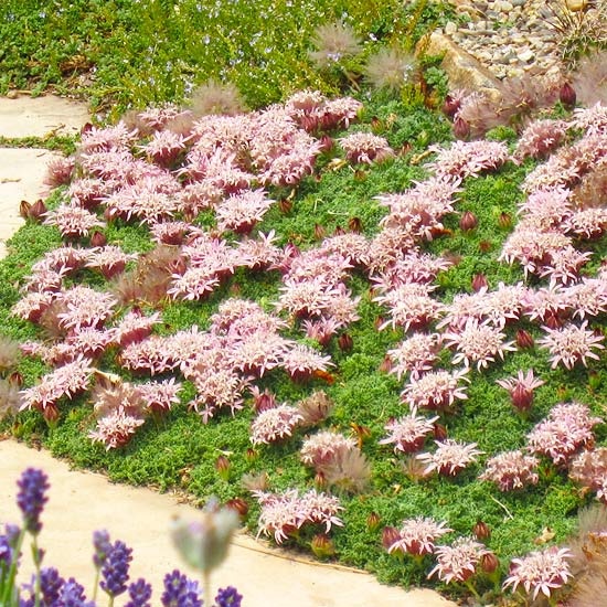 Carpeting Pincushion Flower