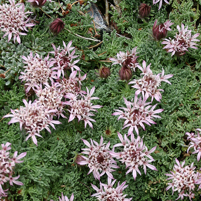 Carpeting Pincushion Flower - 1