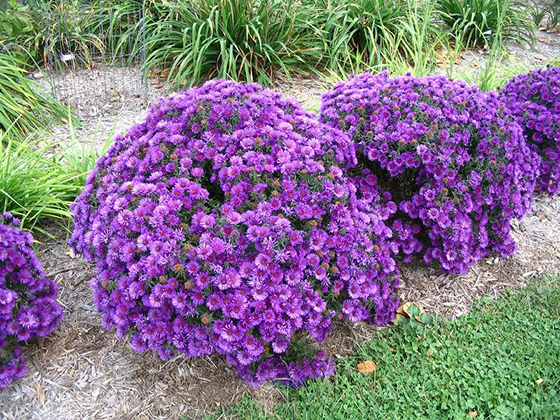 Aster 'Purple Dome' - 1