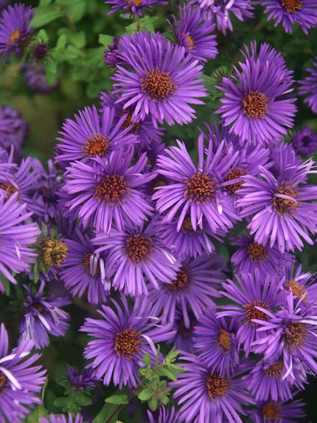 Aster 'Purple Dome' - 5