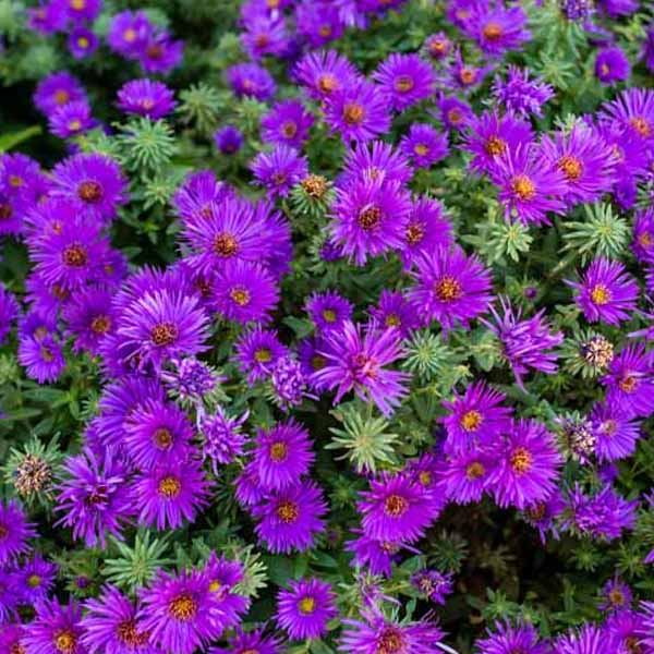 Aster 'Purple Dome' - 4