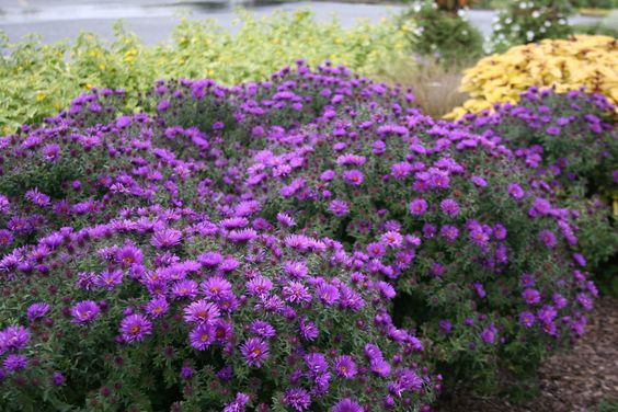 Aster 'Purple Dome' - 3