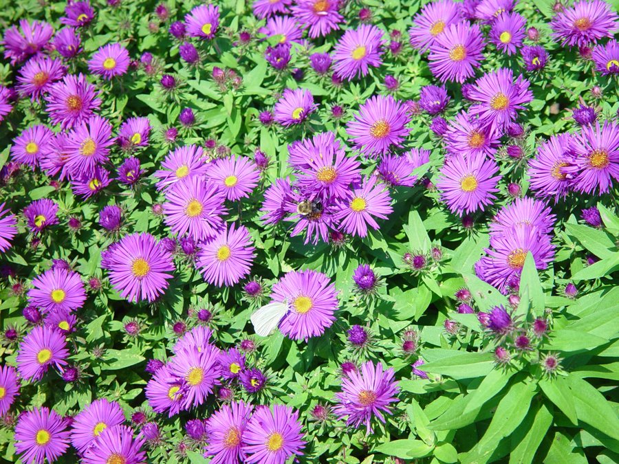 Aster 'Purple Dome'