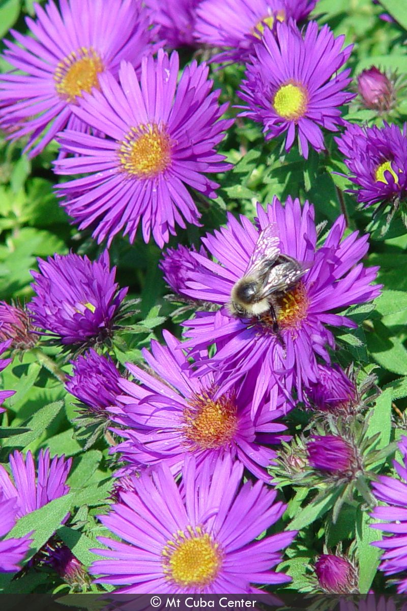 Aster 'Purple Dome' - 7